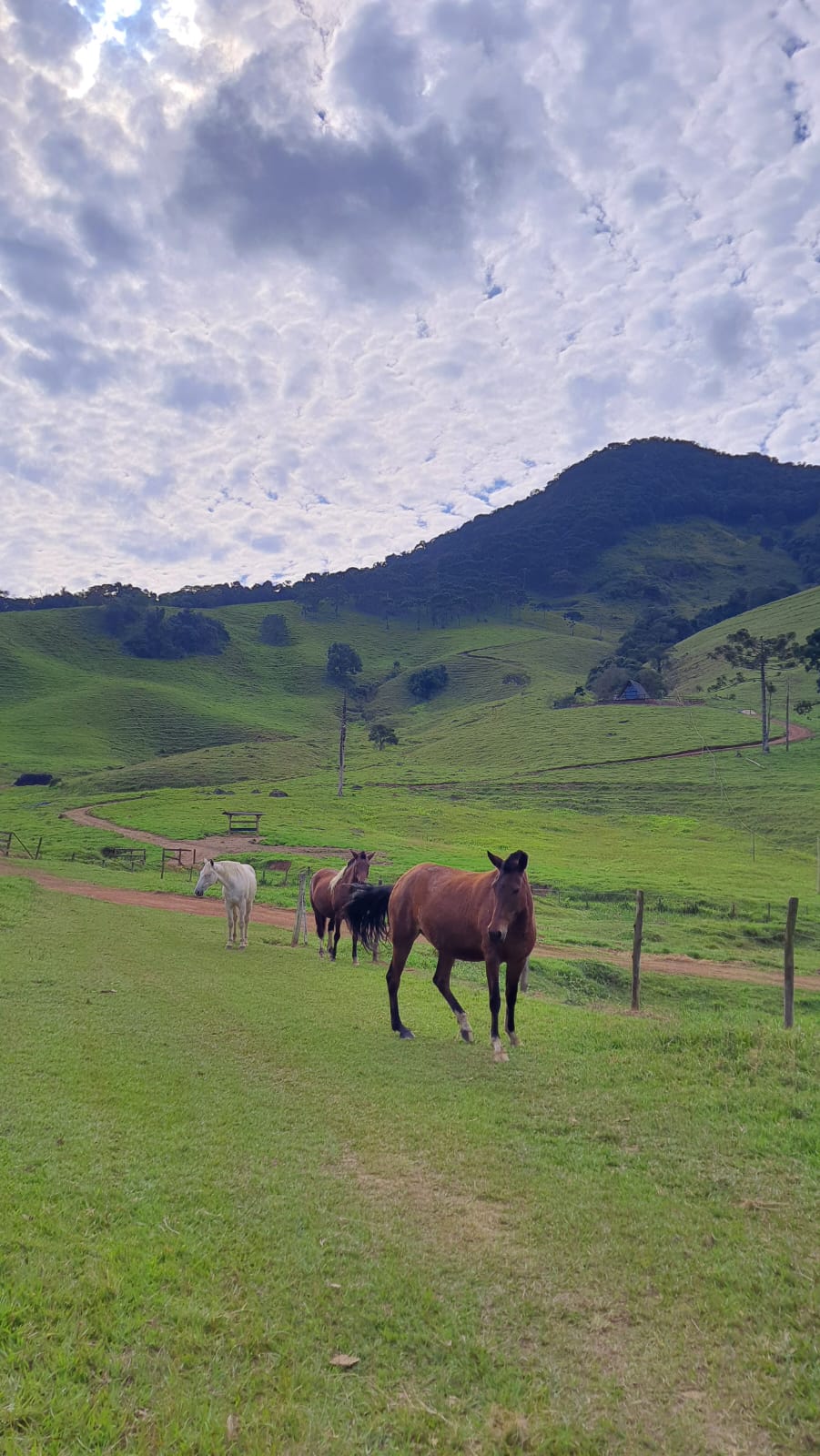 Animais